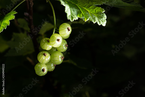 white currants isolated on dark background photo