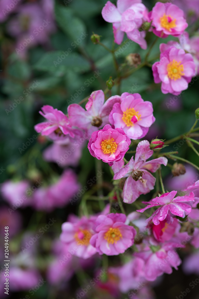  雨の後のピンク色のばら「ラベンダードリーム」の花のアップ