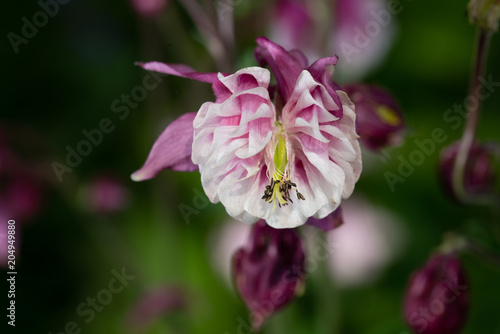 Purple Aquilegia flower on natural background, close up photo