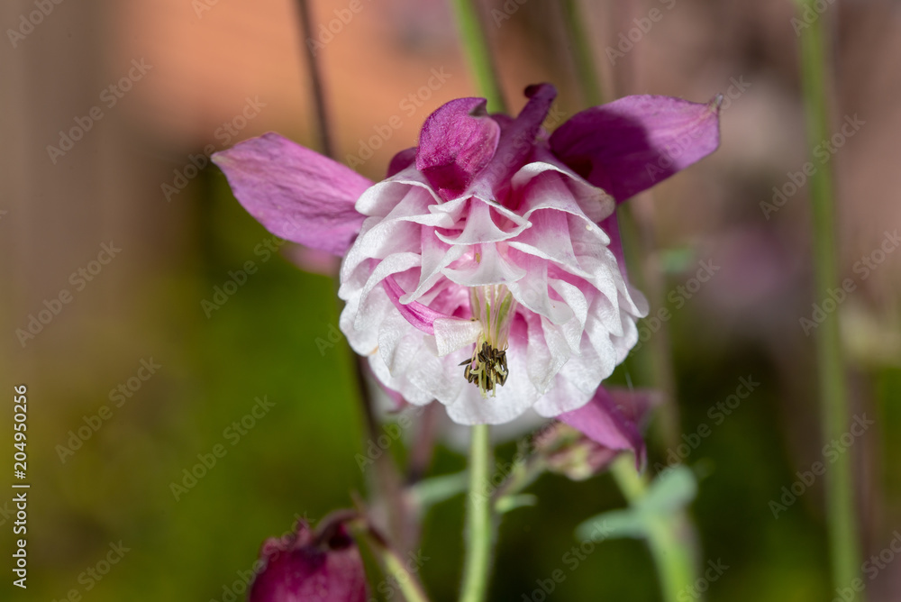 Purple Aquilegia flower on natural background, close up Purple Aquilegia flower on natural background, close up