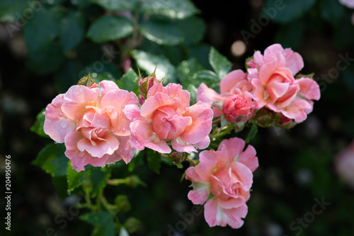 雨の後のオレンジとピンクのばら「ウーメロ」の花のアップ