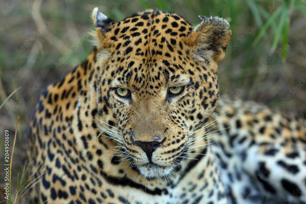 Fototapeta premium The leopard (Panthera pardus), portrait. An older male with scars after a fight.