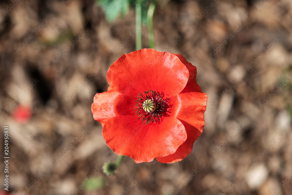 赤いポピーの花のアップ 赤いポピーの花のアップ