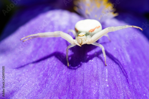 Macro Closeup of a white crab spider preying on insects on blue Bearded iris, Iris Barbata photo