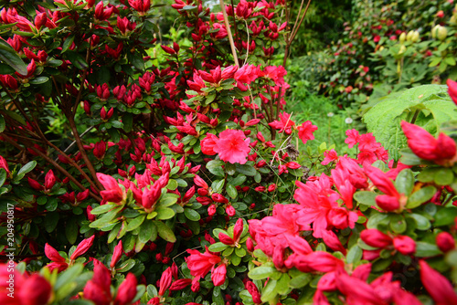 Beautiful Azalea  Rhododendron  in blossom