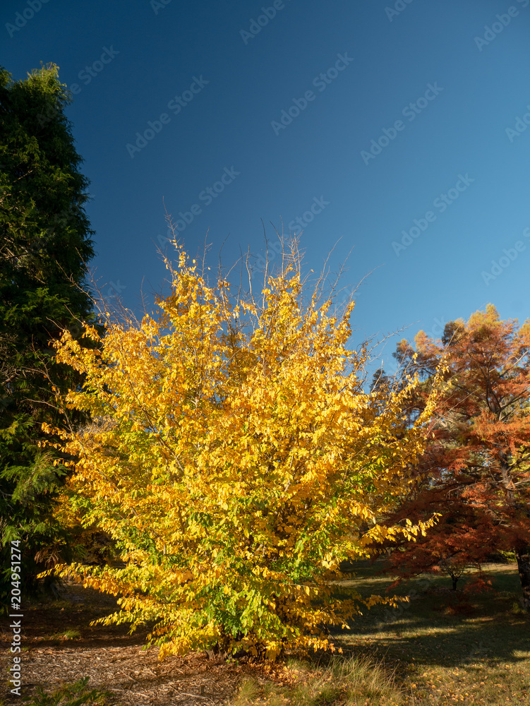 Autumn Maple Beautiful Landscape