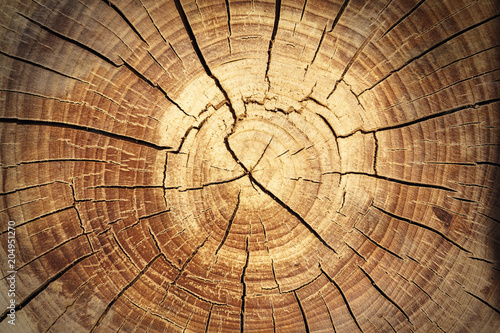 background of a wooden stump