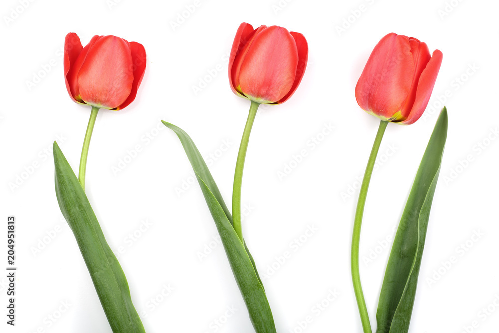 red tulips isolated on white background. Top view. Flat lay pattern red tulips isolated on white background. Top view. Flat lay pattern