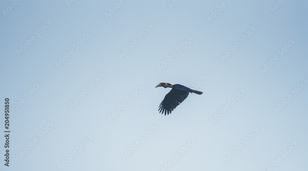 Obraz premium Wreathed Hornbill, Rhyticeros undulatus, hornbill flying on blue sky