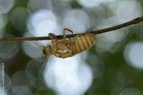 Beautiful nature scene macro cicada molting. Showing of eyes and wing detail.Cicada in the wildlife nature habitat photo