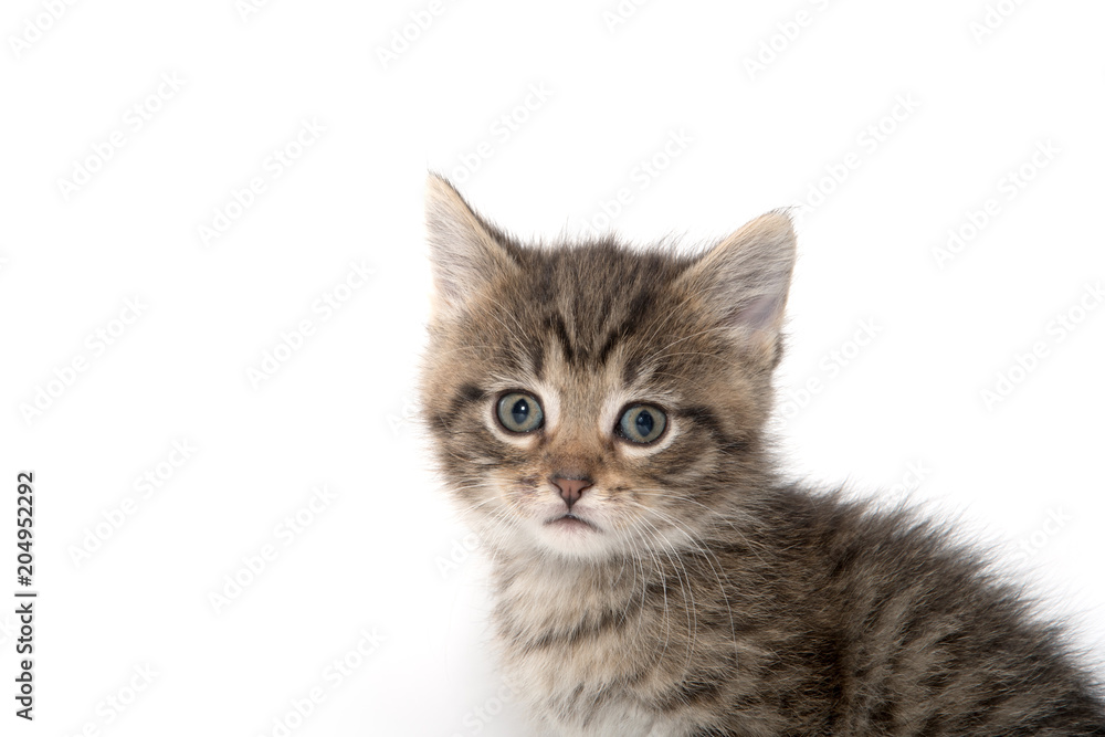 Portrait of tabby kitten