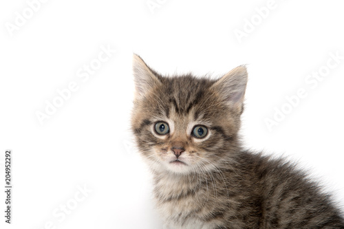 Fototapeta Naklejka Na Ścianę i Meble -  Portrait of tabby kitten
