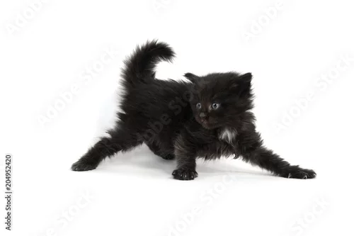 Fototapeta samoprzylepna Cute four-week-old kitten on white
