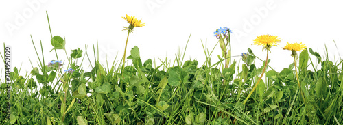 meadow grass with grass blades, clover, dandelion and forget me not flowers isolated on white background