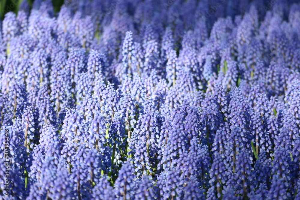 Blue muscari flowers field, Netherlands