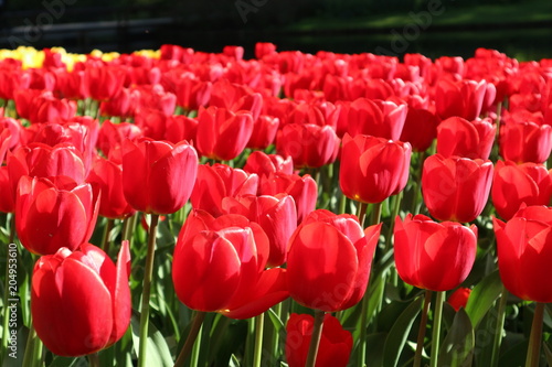 Red tulips in Keukenhof park