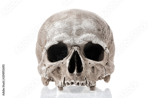 Obraz na płótnie Human skull isolated on white background with reflection