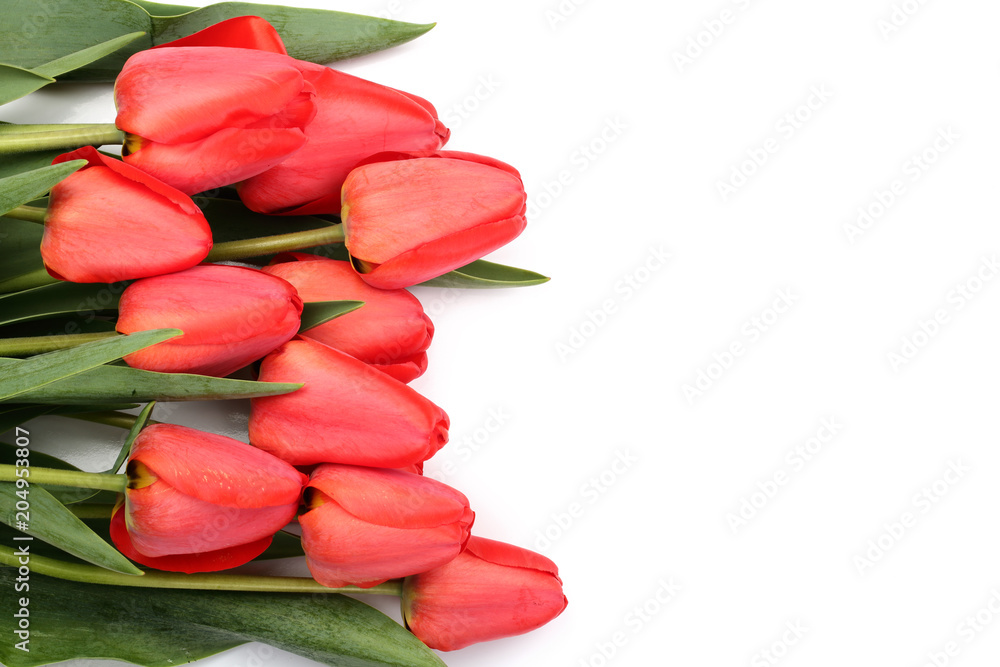 Beautiful red tulips on white background with copy space for text. Top view, flat lay Beautiful red tulips on white background with copy space for text. Top view, flat lay