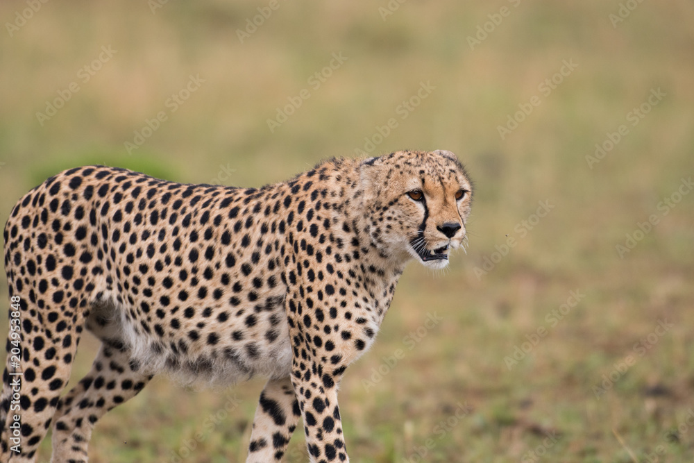 cheetah hunting cheetah hunting