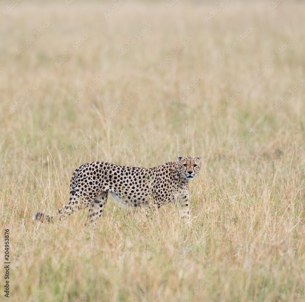 Cheetah in Masai Mara Game Reserve, Kenya