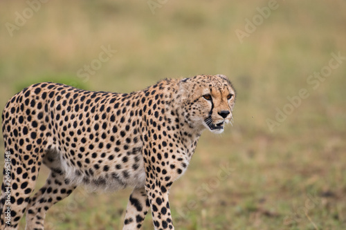 cheetah hunting © Tony Campbell