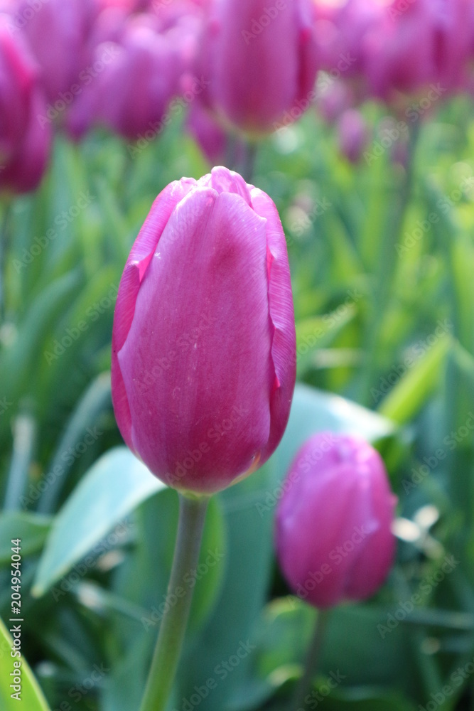 Rose tulip flower, Netherlands
