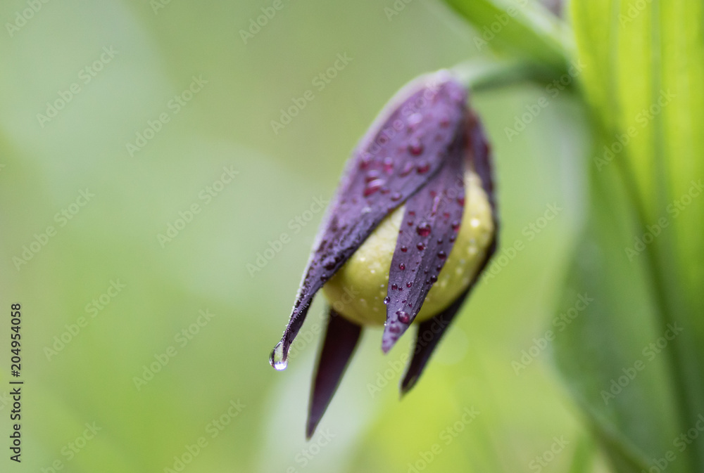 wild wachsende Frauenschuhknospe im Regen
