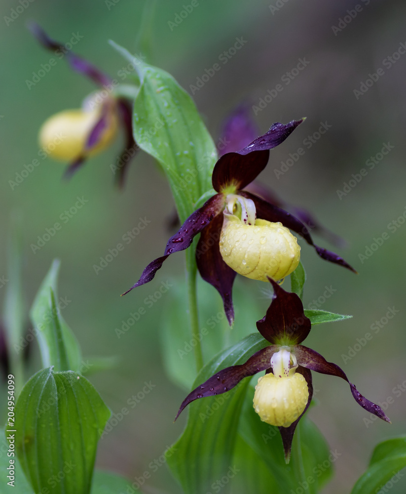 wildwachsender Frauenschuh im Wald