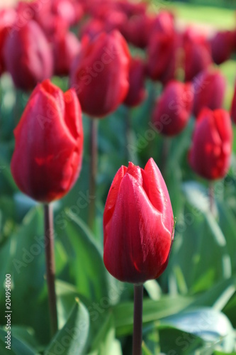 Red tulips in Keukenhof park