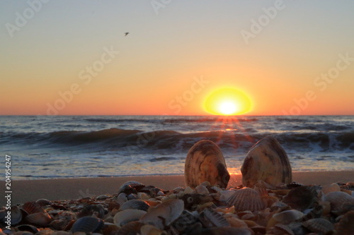 A shell on the seashore.