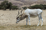 Curved horned antelope Addax (Addax nasomaculatus) was introduced from Sahara desert and well adopted in nature desert reserve near Eilat, Israel