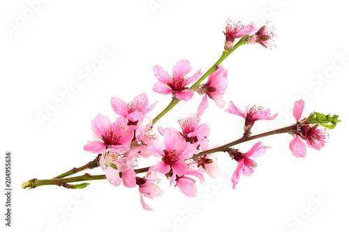 Cherry blossom, sakura flowers isolated on white background © kolesnikovserg