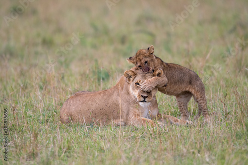 Fototapeta Naklejka Na Ścianę i Meble -  Lioness and cub playing