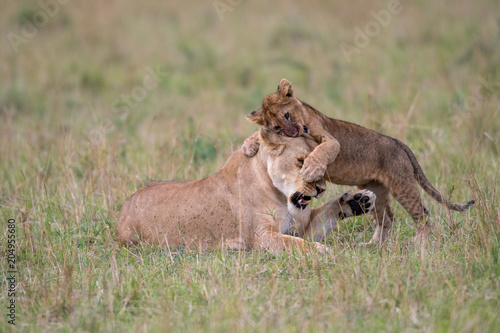 Lioness and cub playing