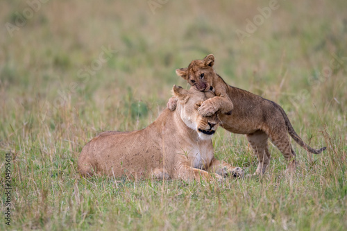 Fototapeta Naklejka Na Ścianę i Meble -  Lioness and cub playing