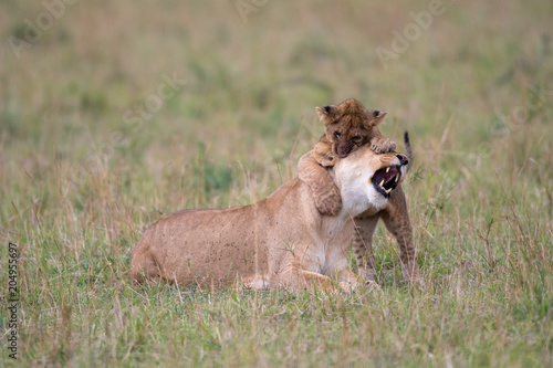 Fototapeta Naklejka Na Ścianę i Meble -  Lioness and cub playing