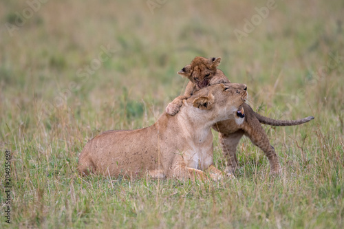 Fototapeta Naklejka Na Ścianę i Meble -  Lioness and cub playing