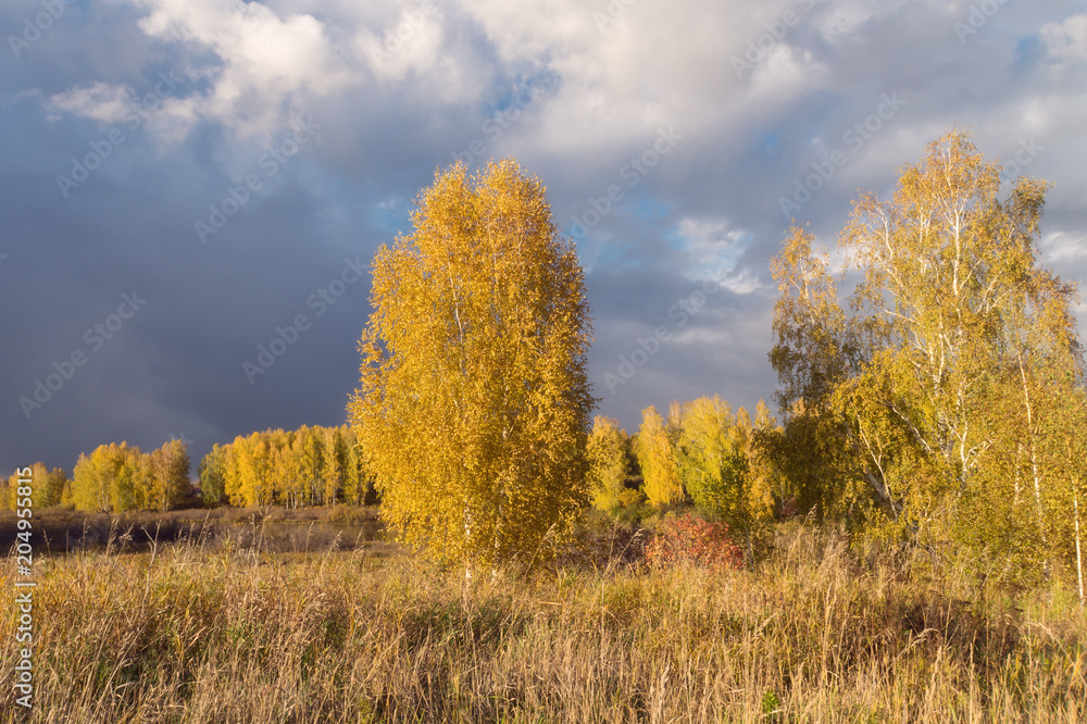 Golden autumn on dark blue sky background Golden autumn on dark blue sky background