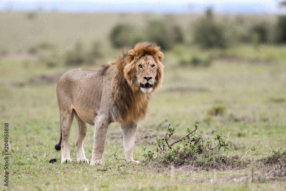 Male African lion in Masai Mara, Kenya Male African lion in Masai Mara, Kenya