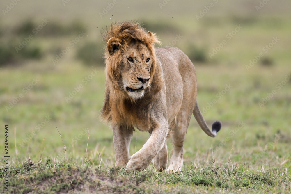 Naklejka premium Male African lion in Masai Mara, Kenya