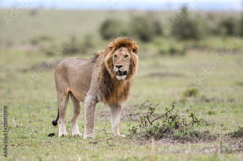 Fototapeta Naklejka Na Ścianę i Meble -  Male African lion in Masai Mara, Kenya
