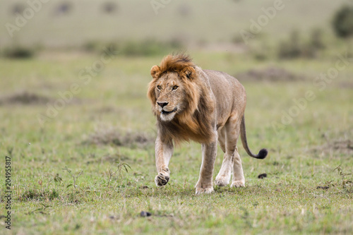 Fototapeta Naklejka Na Ścianę i Meble -  Male African lion in Masai Mara, Kenya