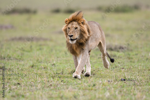 Fototapeta Naklejka Na Ścianę i Meble -  Male African lion in Masai Mara, Kenya