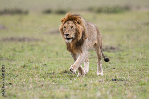Fototapeta Naklejka Na Ścianę i Meble -  Male African lion in Masai Mara, Kenya
