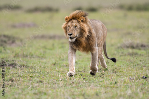 Fototapeta Naklejka Na Ścianę i Meble -  Male African lion in Masai Mara, Kenya