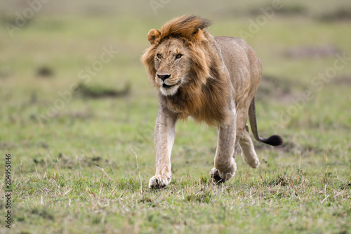 Fototapeta Naklejka Na Ścianę i Meble -  Male African lion in Masai Mara, Kenya