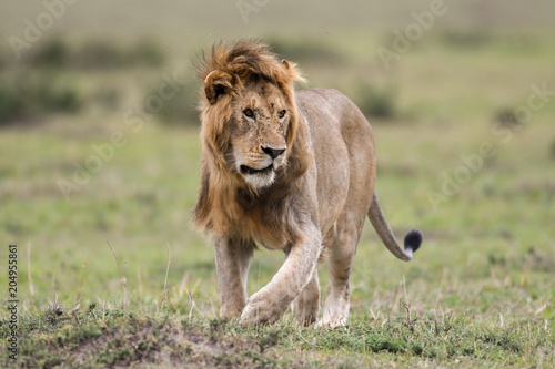 Male African lion in Masai Mara, Kenya