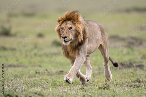 Fototapeta Naklejka Na Ścianę i Meble -  Male African lion in Masai Mara, Kenya