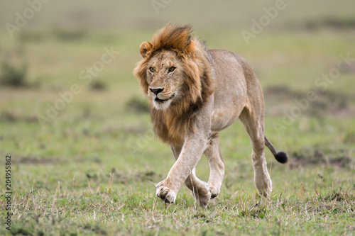 Male African lion in Masai Mara, Kenya