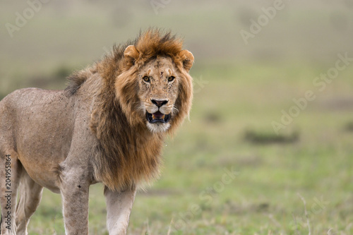 Fototapeta Naklejka Na Ścianę i Meble -  Male African lion in Masai Mara, Kenya